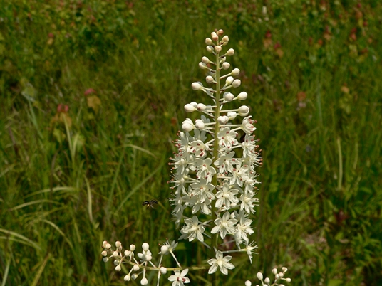 {Stenanthium leimanthoides}